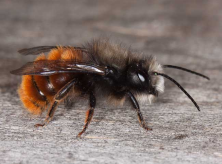 wildbiene-gehoernte-mauerbiene