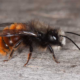 wildbiene-gehoernte-mauerbiene