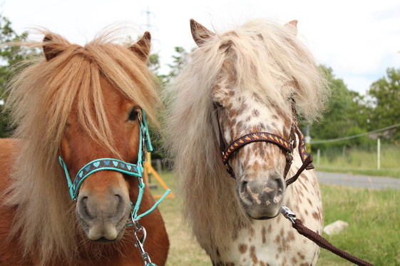 pony-lernbauernhof-sindlingen